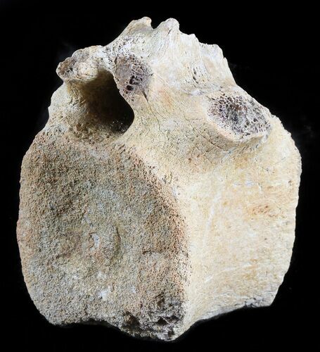 Thescelosaurus Dorsal Vertebrae - North Dakota #46930